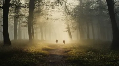 Peaceful forest clearing in morning mist.