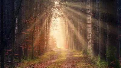Picturesque view of grass path between growing trees illuminated by bright sun in morning during sunrise
