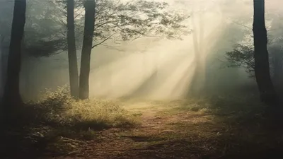 Peaceful forest clearing in morning mist.