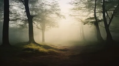 Peaceful forest clearing in morning mist.