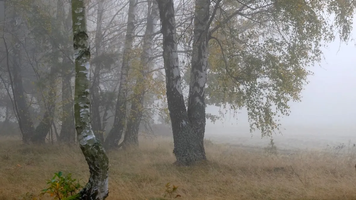 A serene view of birch trees in a foggy forest clearing during autumn.