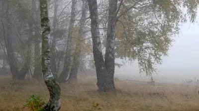 A serene view of birch trees in a foggy forest clearing during autumn.