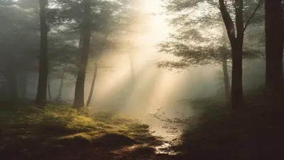 Peaceful forest clearing in morning mist.