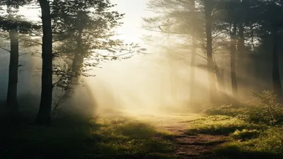 Peaceful forest clearing in morning mist.