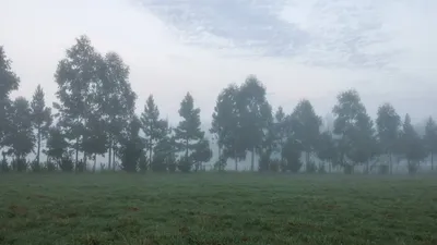 Serene foggy morning with a tranquil view of pine trees and lush green grass.