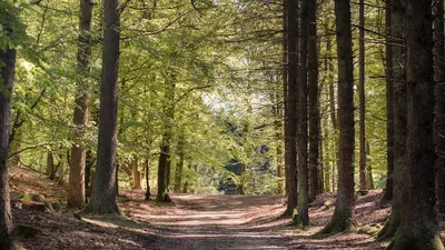 Peaceful scenery of wide road in woods with green trees on sunny day in summer