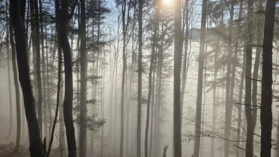 A serene misty forest scene with sunlight streaming through tall trees, creating a mystical atmosphere.