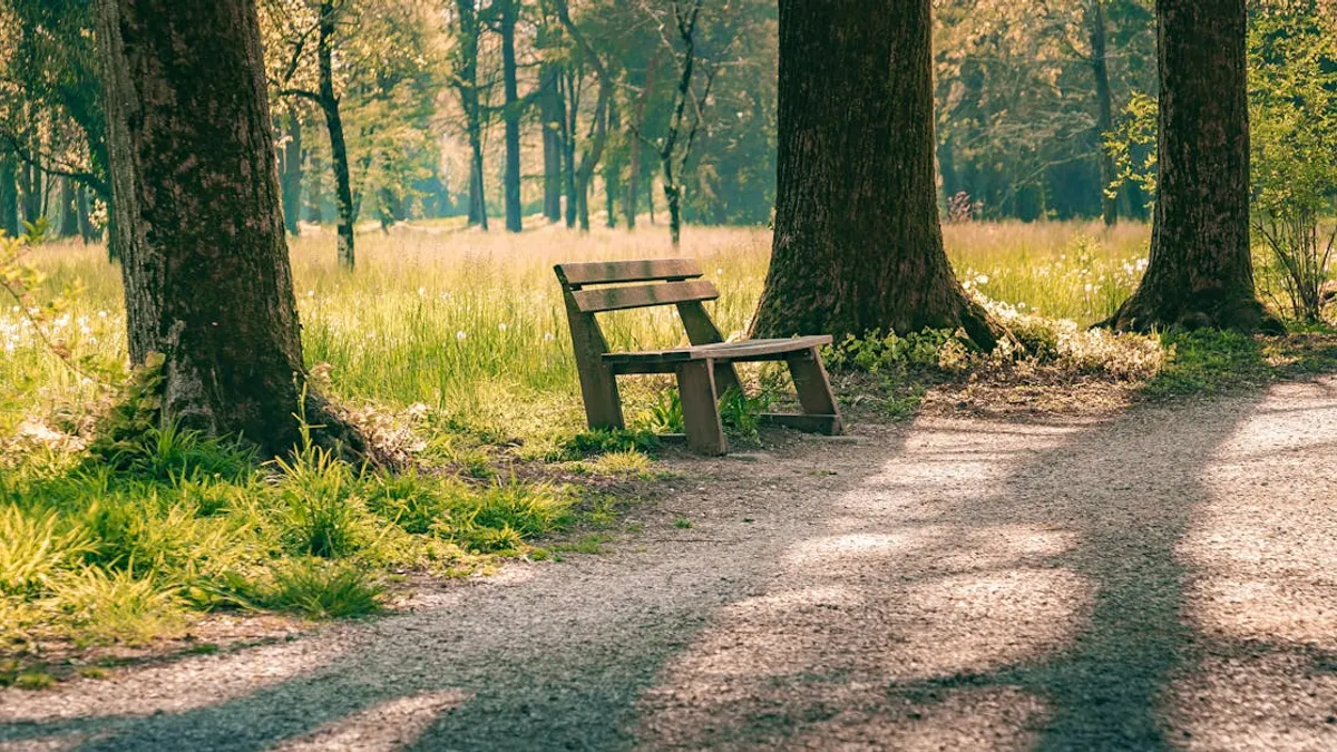 A peaceful wooden bench in a sunlit forest path, surrounded by lush spring foliage.