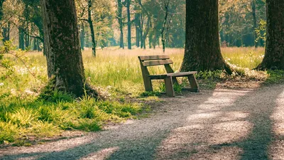 A peaceful wooden bench in a sunlit forest path, surrounded by lush spring foliage.