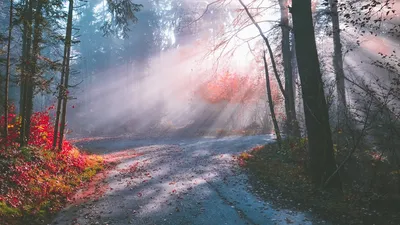 Sunlit autumn forest path in Zurich, Switzerland, illuminated by vibrant fall colors and morning mist.
