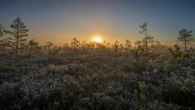 Tranquil sunrise over a misty bog and pine forest, capturing the beauty of nature.
