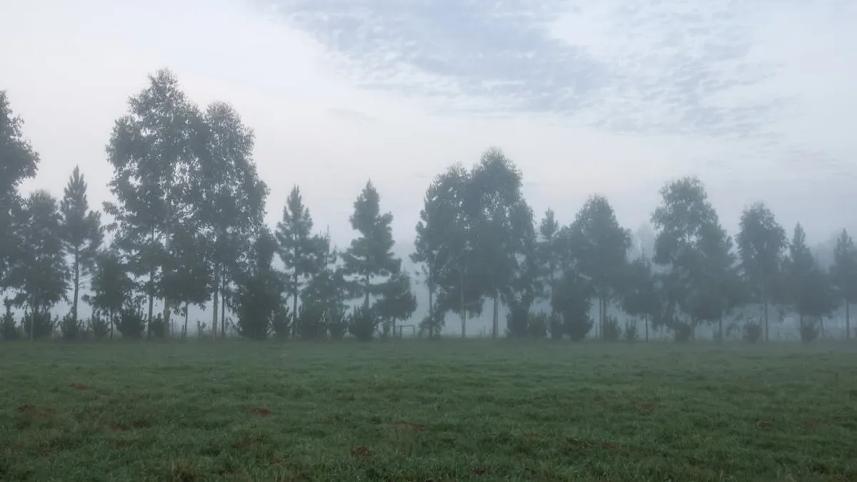 Serene foggy morning with a tranquil view of pine trees and lush green grass.