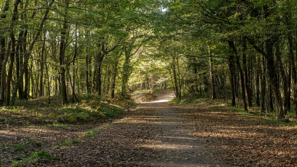 A tranquil forest pathway surrounded by lush green trees in daylight.