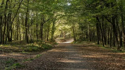 A tranquil forest pathway surrounded by lush green trees in daylight.