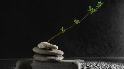 A serene still life of balanced stones and a stem with leaves on a dark, wet surface.